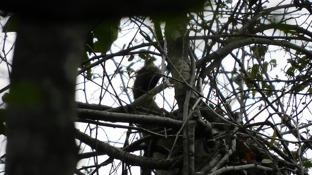Rufous-headed Chachalaca - ML641859260