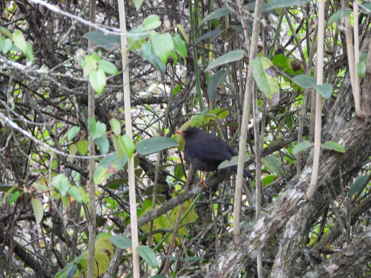 Glossy-black Thrush - ML641859266