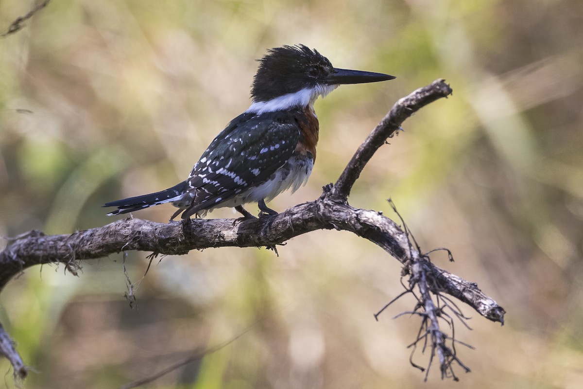 Green Kingfisher - ML641859269