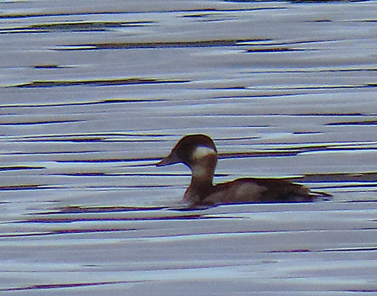 Bufflehead - ML641859290