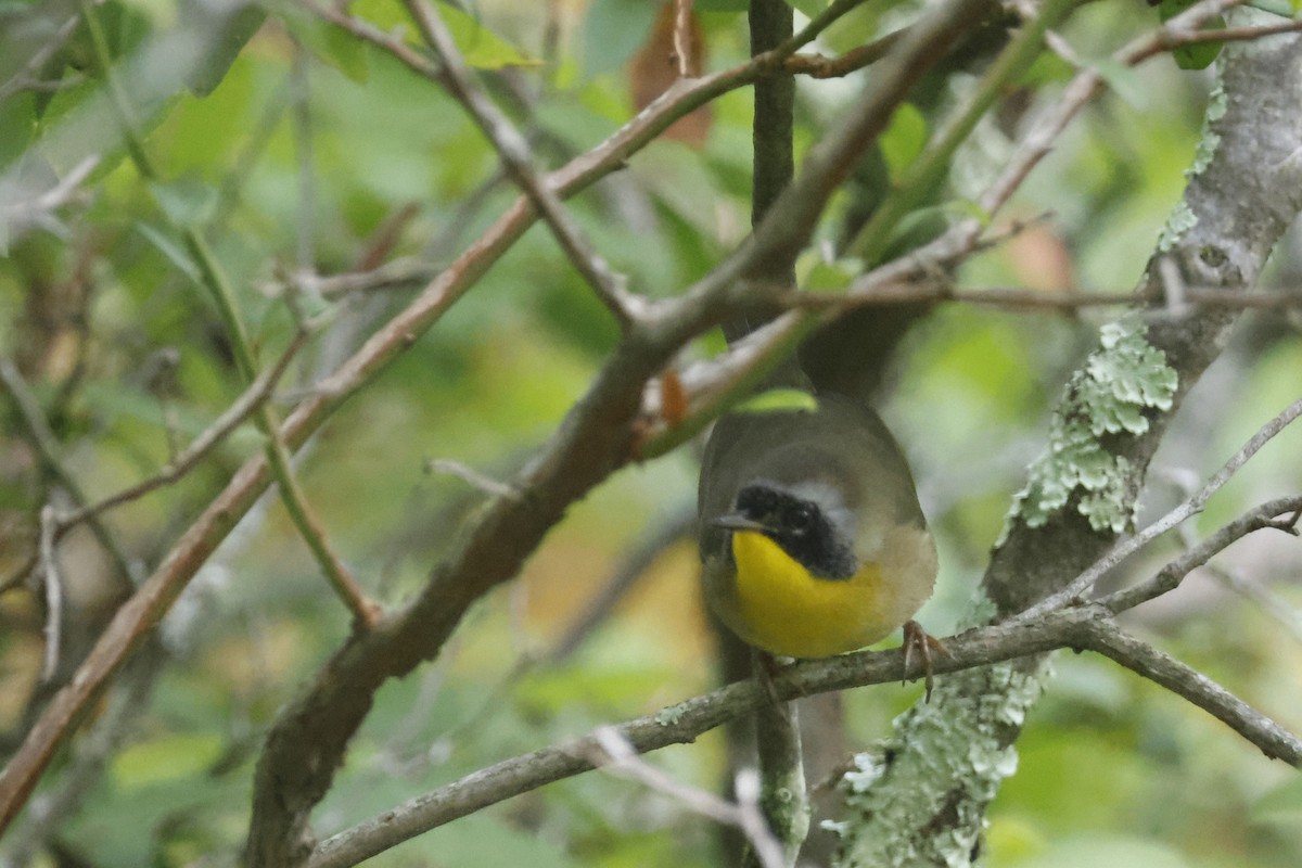 Common Yellowthroat - ML641859297