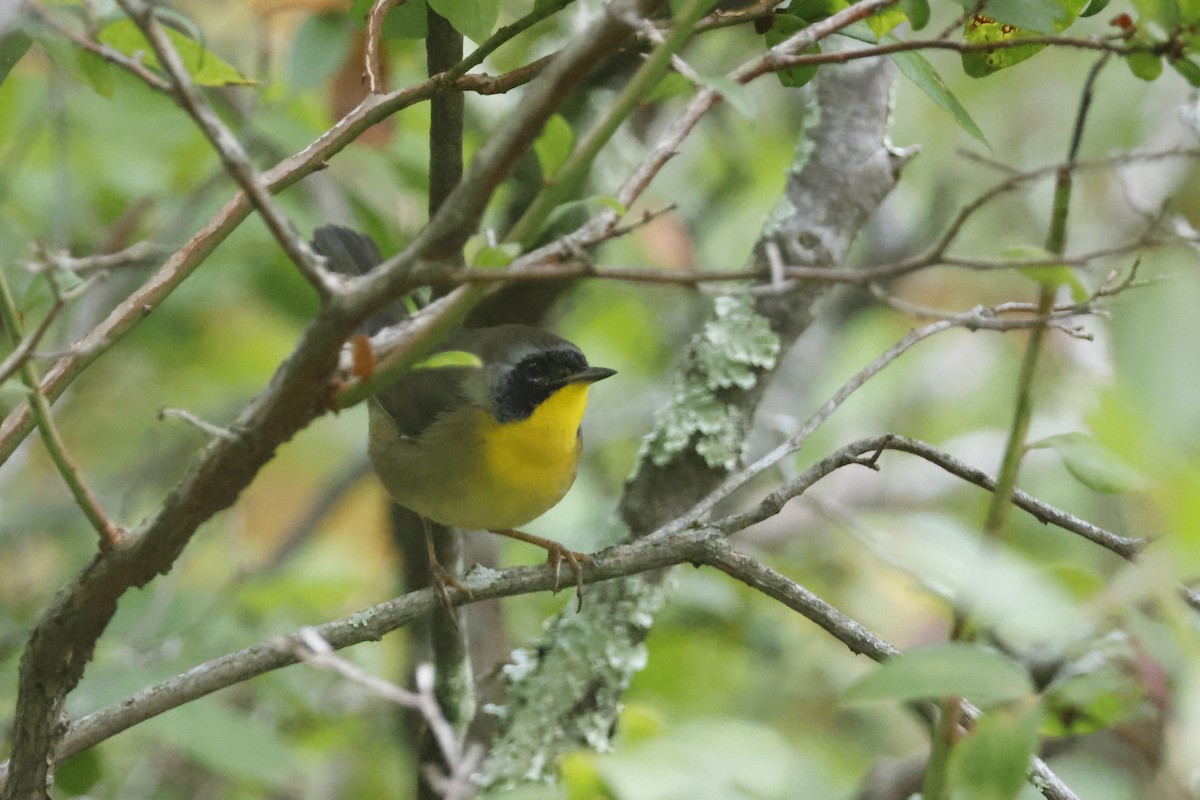 Common Yellowthroat - ML641859298
