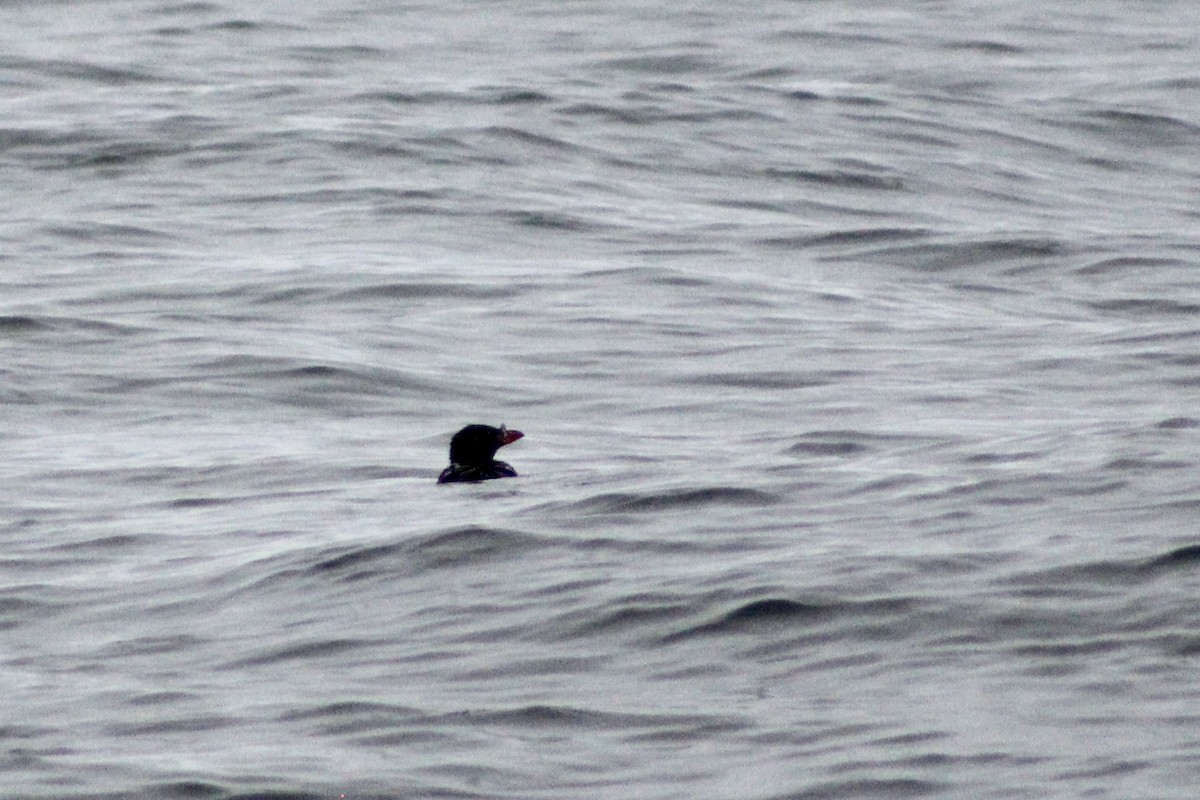 Rhinoceros Auklet - ML641859313