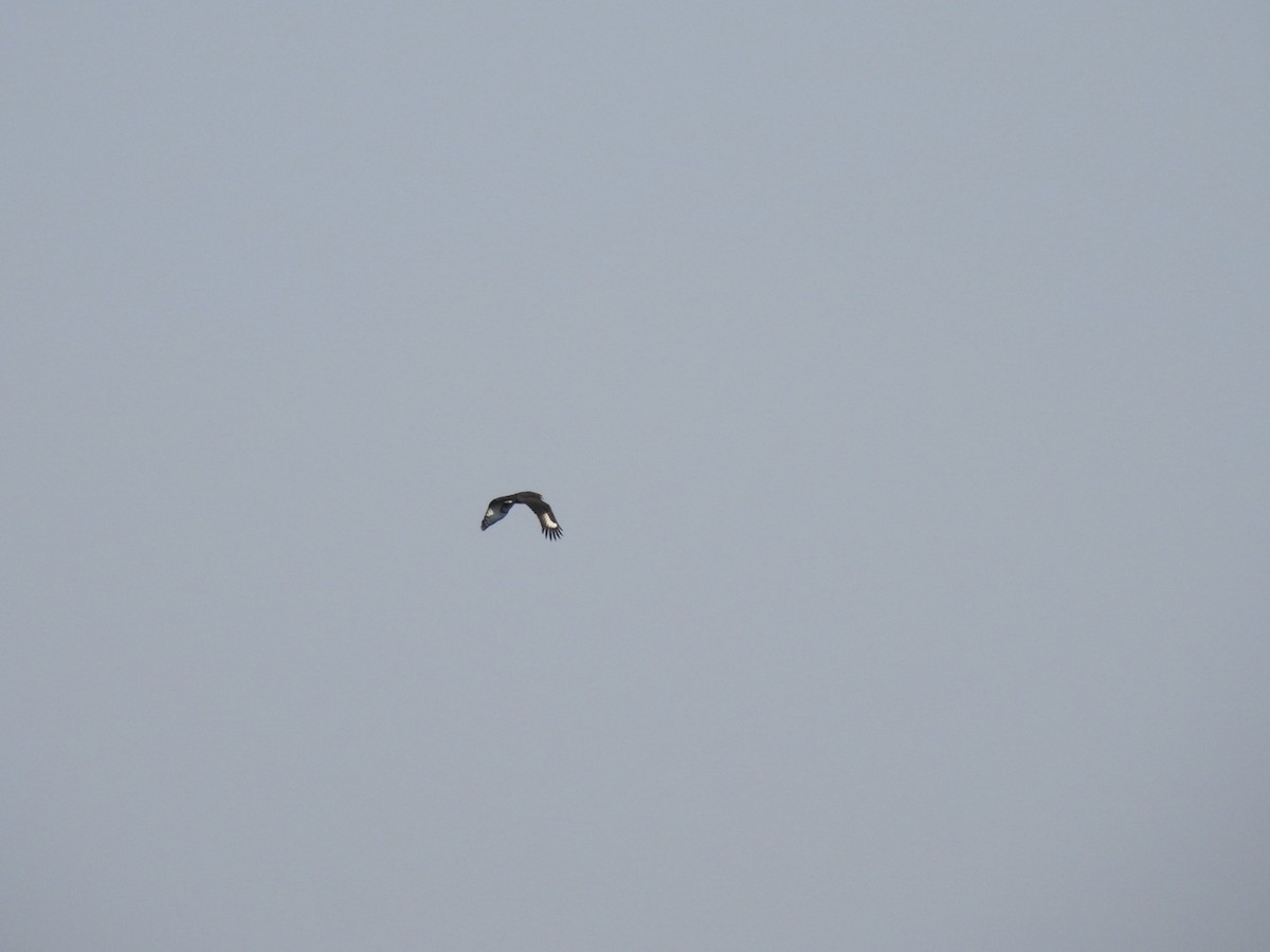 Long-crested Eagle - ML641859315