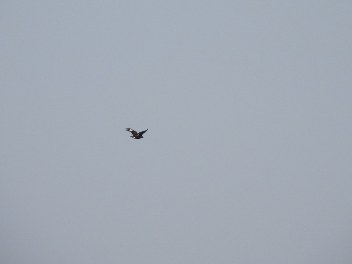 Long-crested Eagle - ML641859316