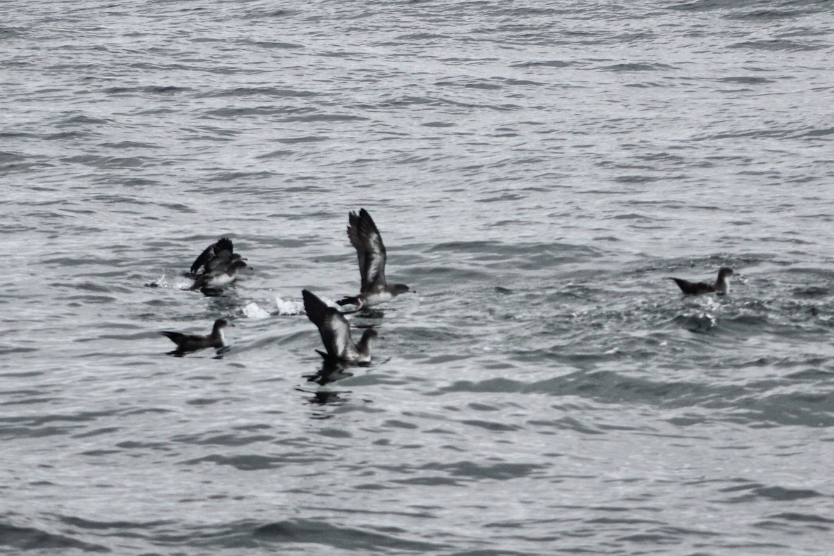Pink-footed Shearwater - ML641859321