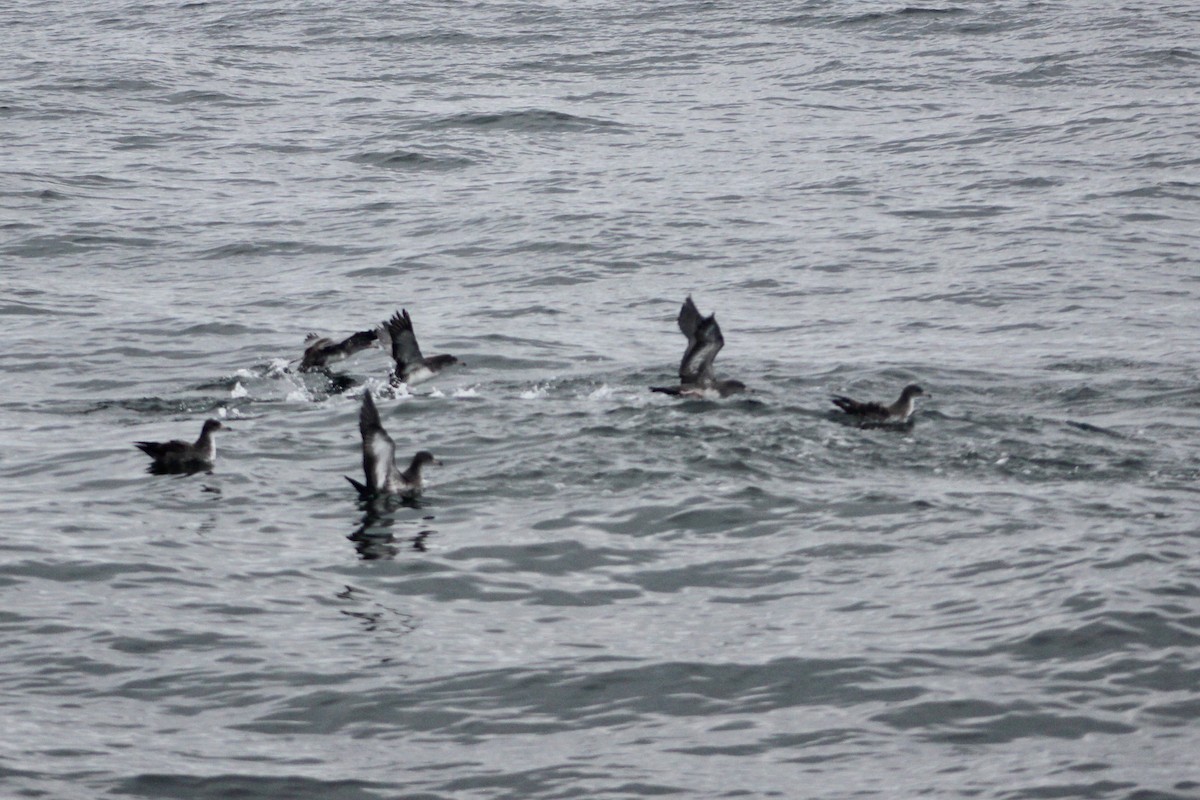 Pink-footed Shearwater - ML641859322