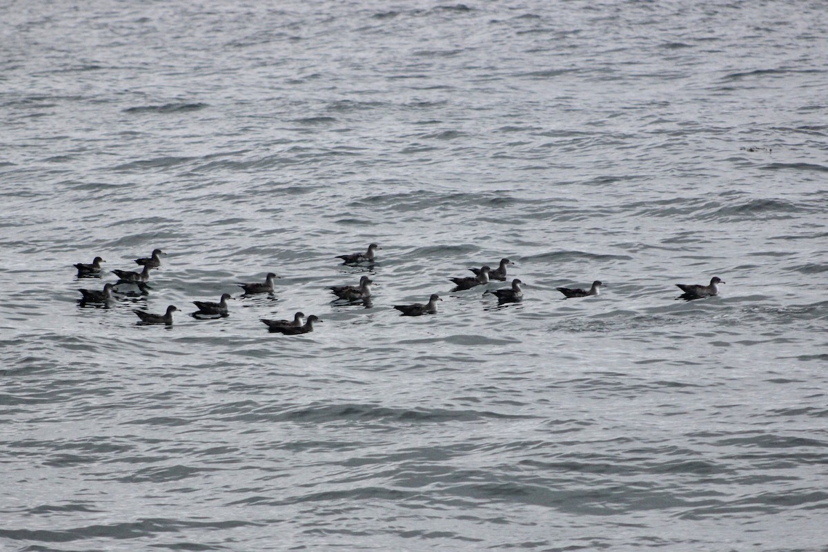 Pink-footed Shearwater - ML641859323