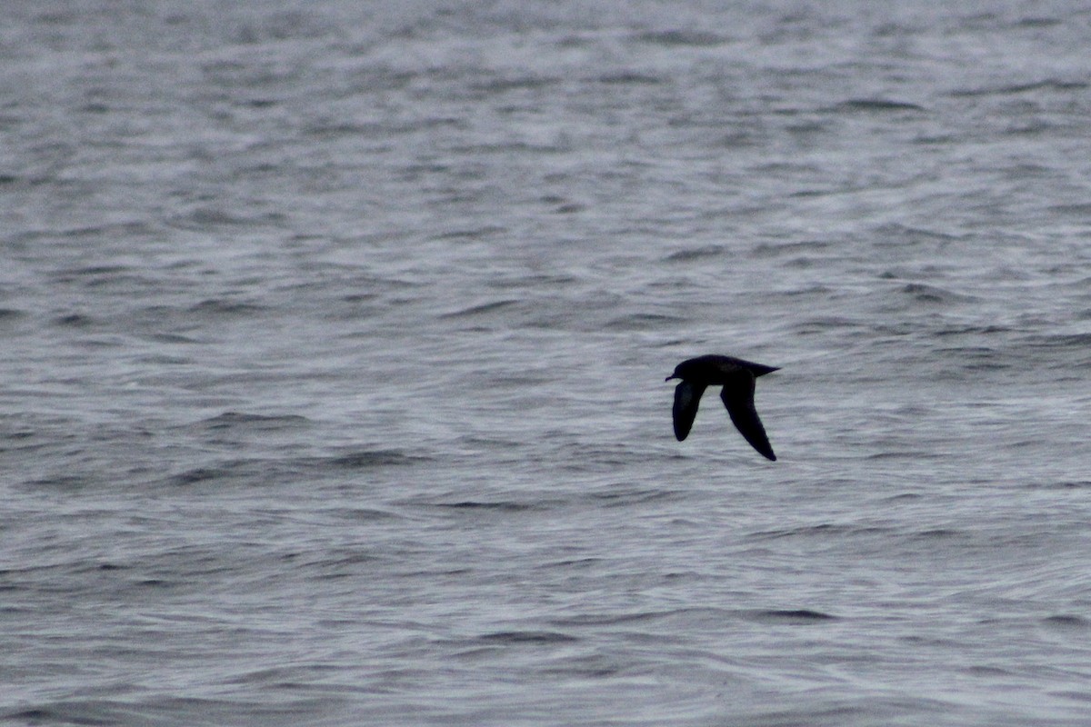 Sooty Shearwater - ML641859329