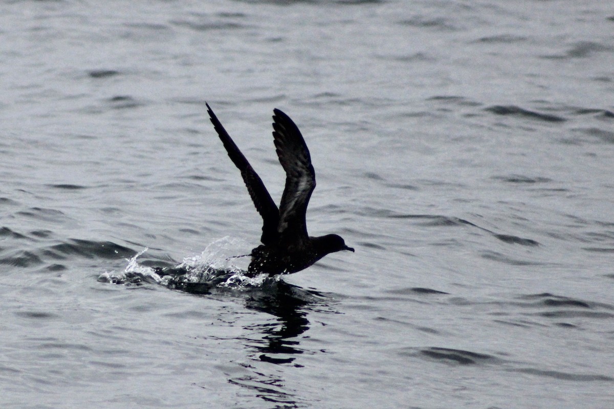 Sooty Shearwater - ML641859330