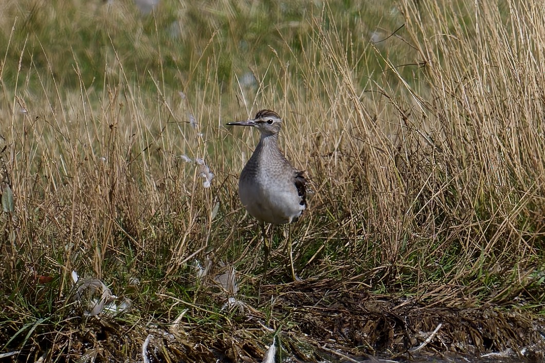 Шугуйн хөгчүү - ML641859349