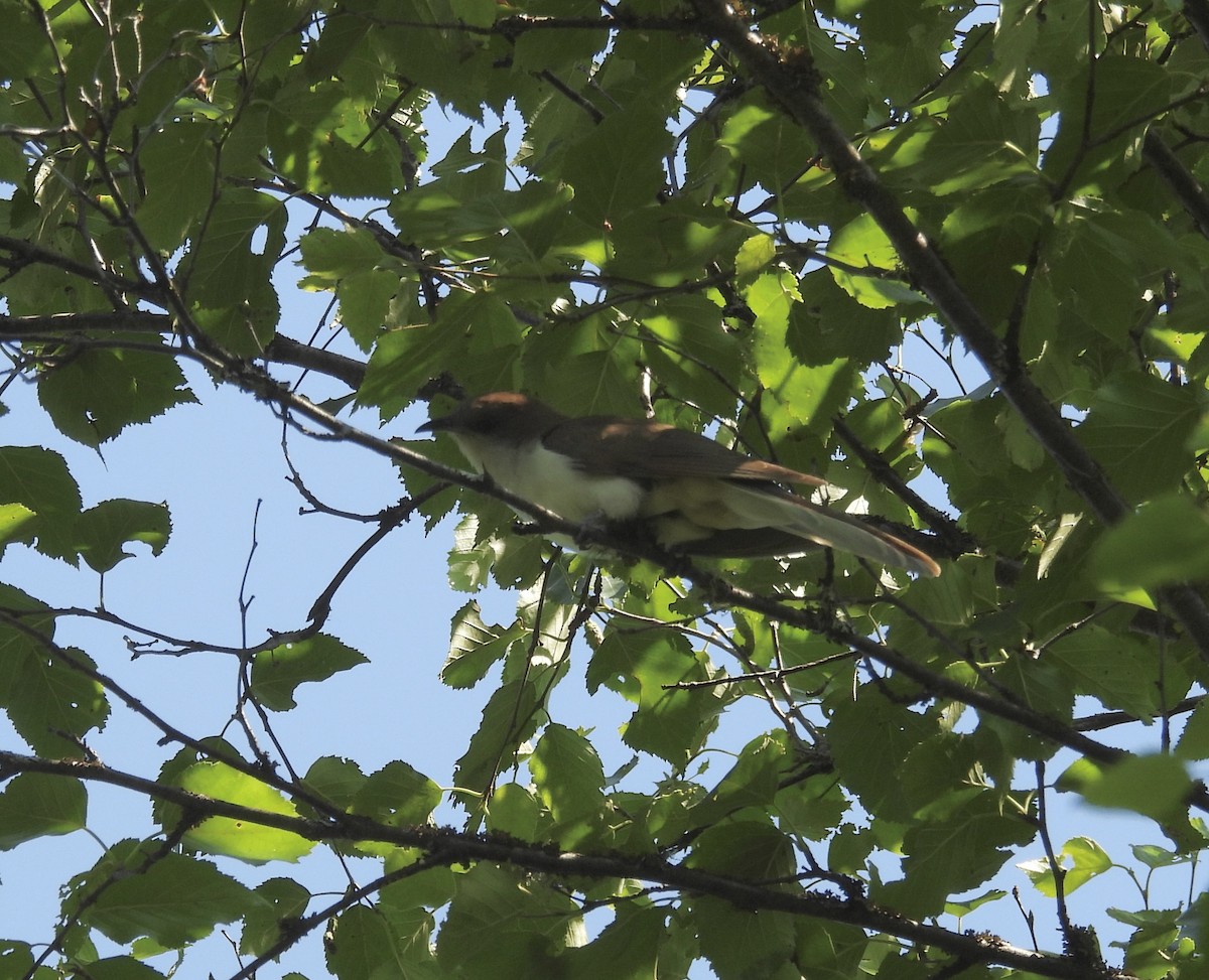 Black-billed Cuckoo - ML641859372
