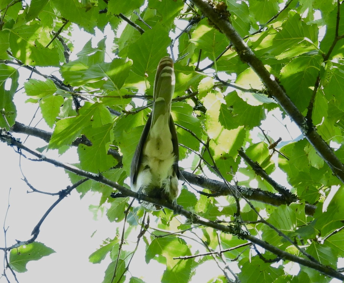 Black-billed Cuckoo - ML641859375