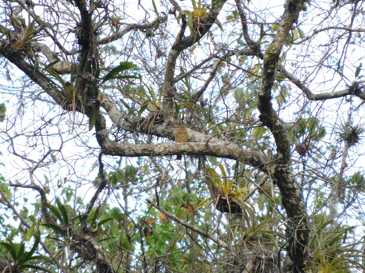 Barred Puffbird - ML641859376