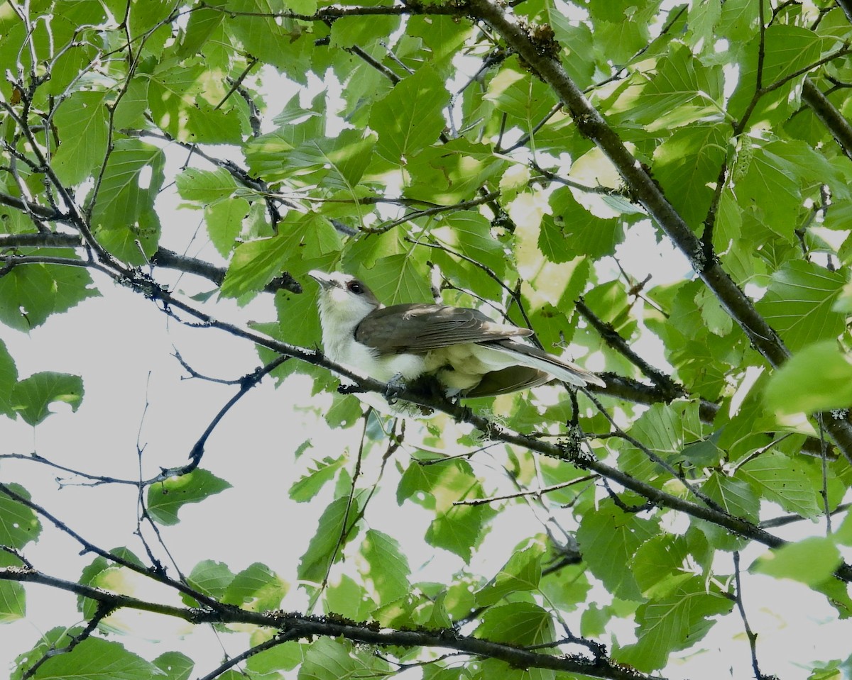 Black-billed Cuckoo - ML641859383