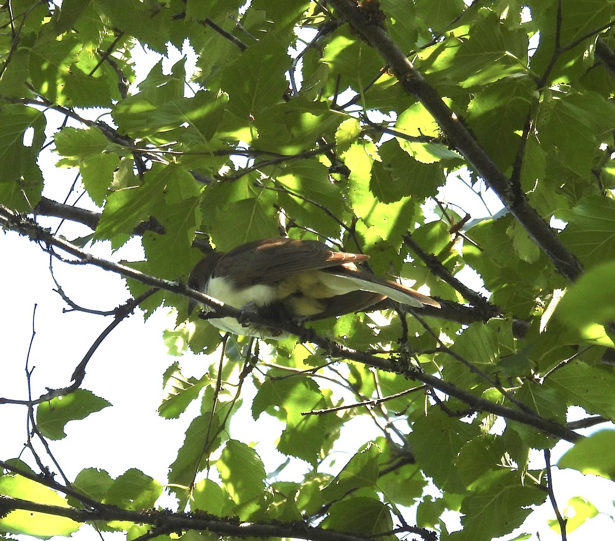 Black-billed Cuckoo - ML641859384
