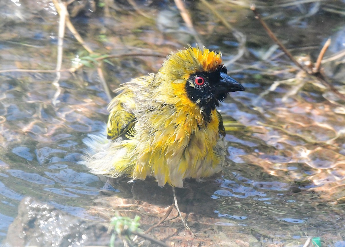 Southern Masked-Weaver - ML641859413