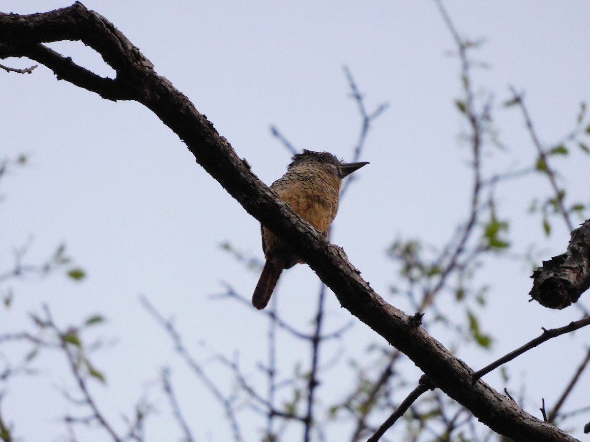 Barred Puffbird - ML641859414