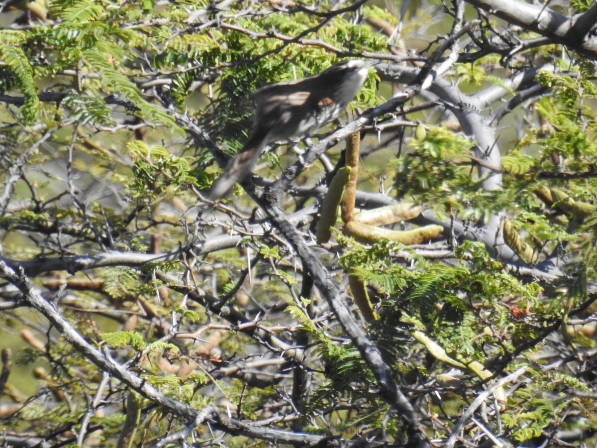 Great Spinetail - ML641859457