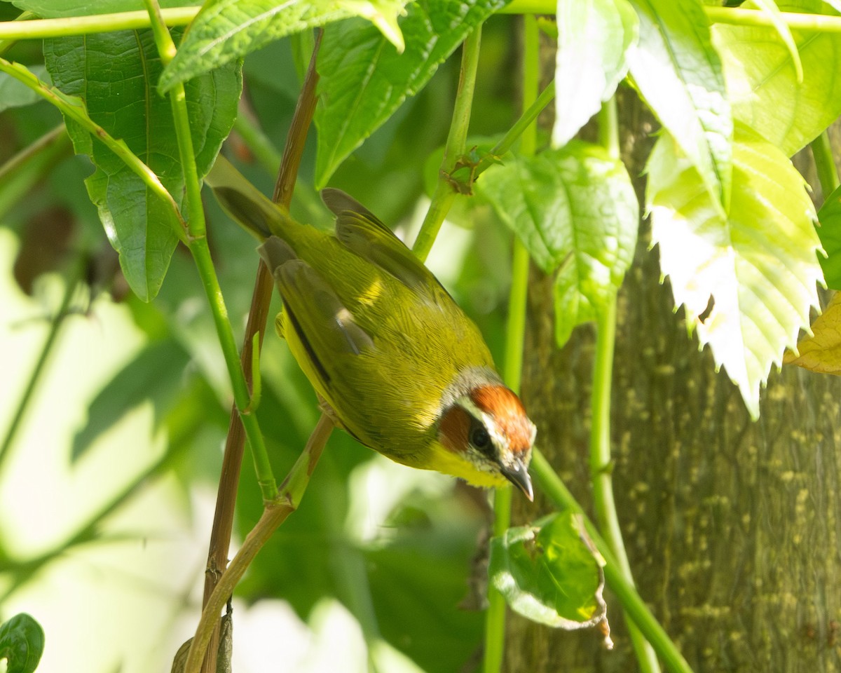 Chestnut-capped Warbler - ML641859458