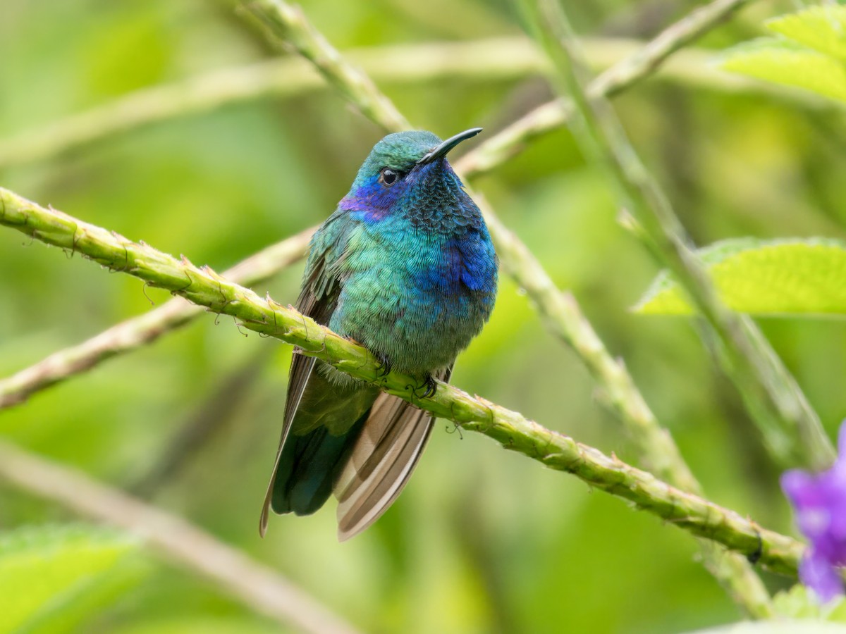 Colibri thalassin - ML641859468