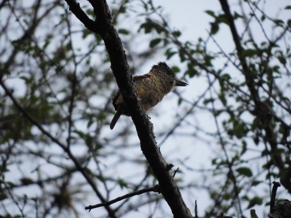 Barred Puffbird - ML641859483