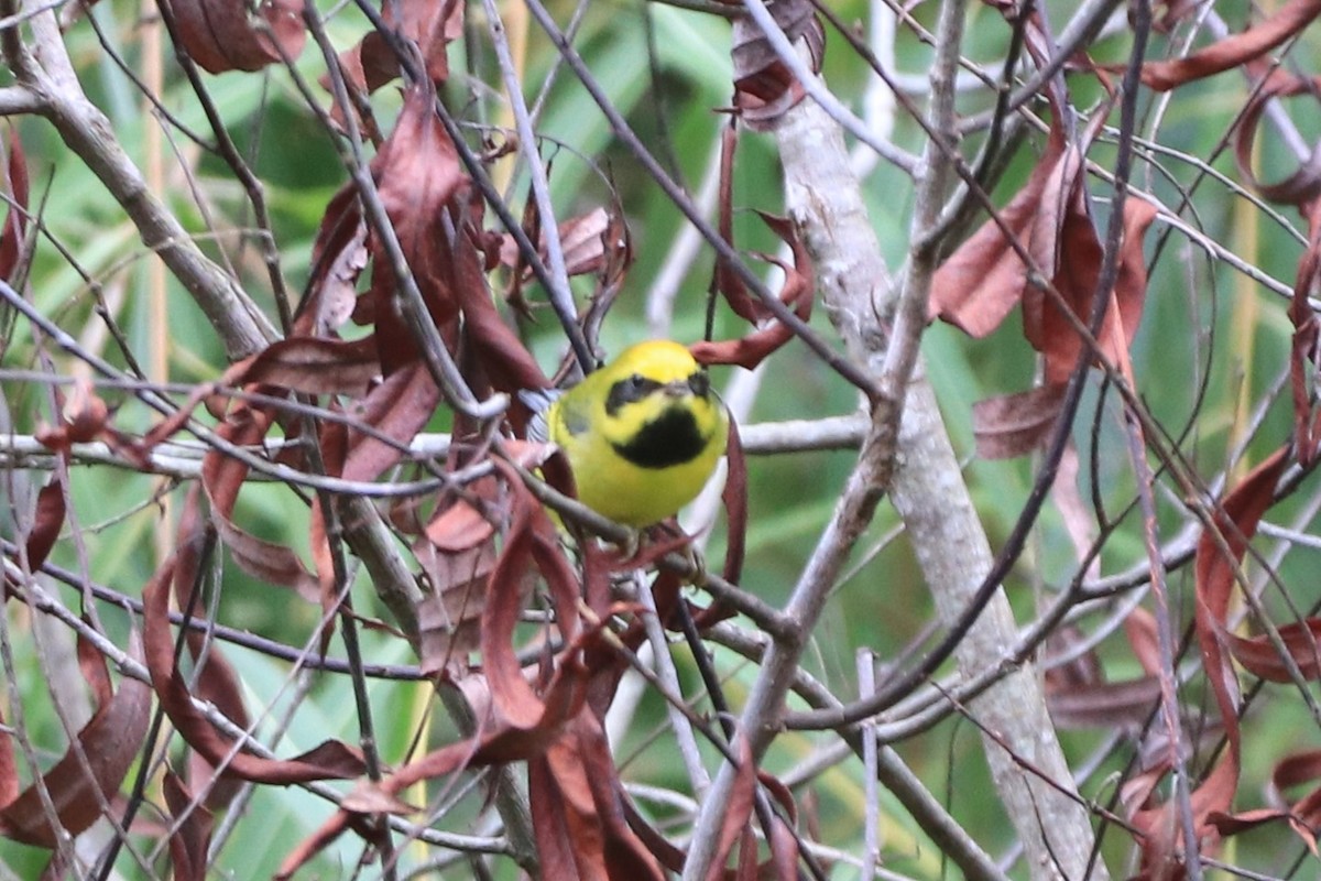 Lawrence's Warbler (hybrid) - ML641859502