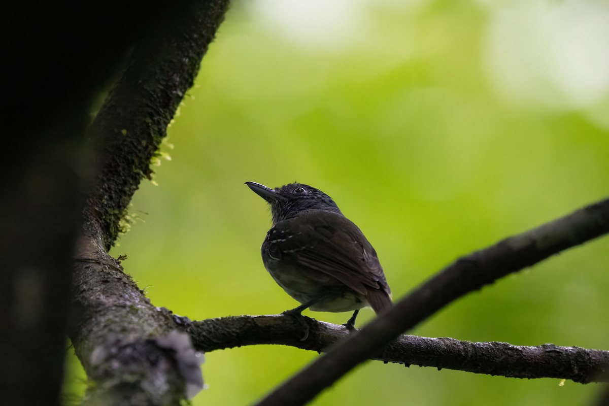Streak-crowned Antvireo - ML641859503