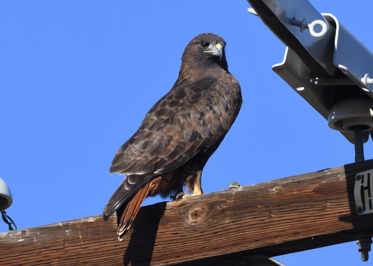 Red-tailed Hawk - ML641859515