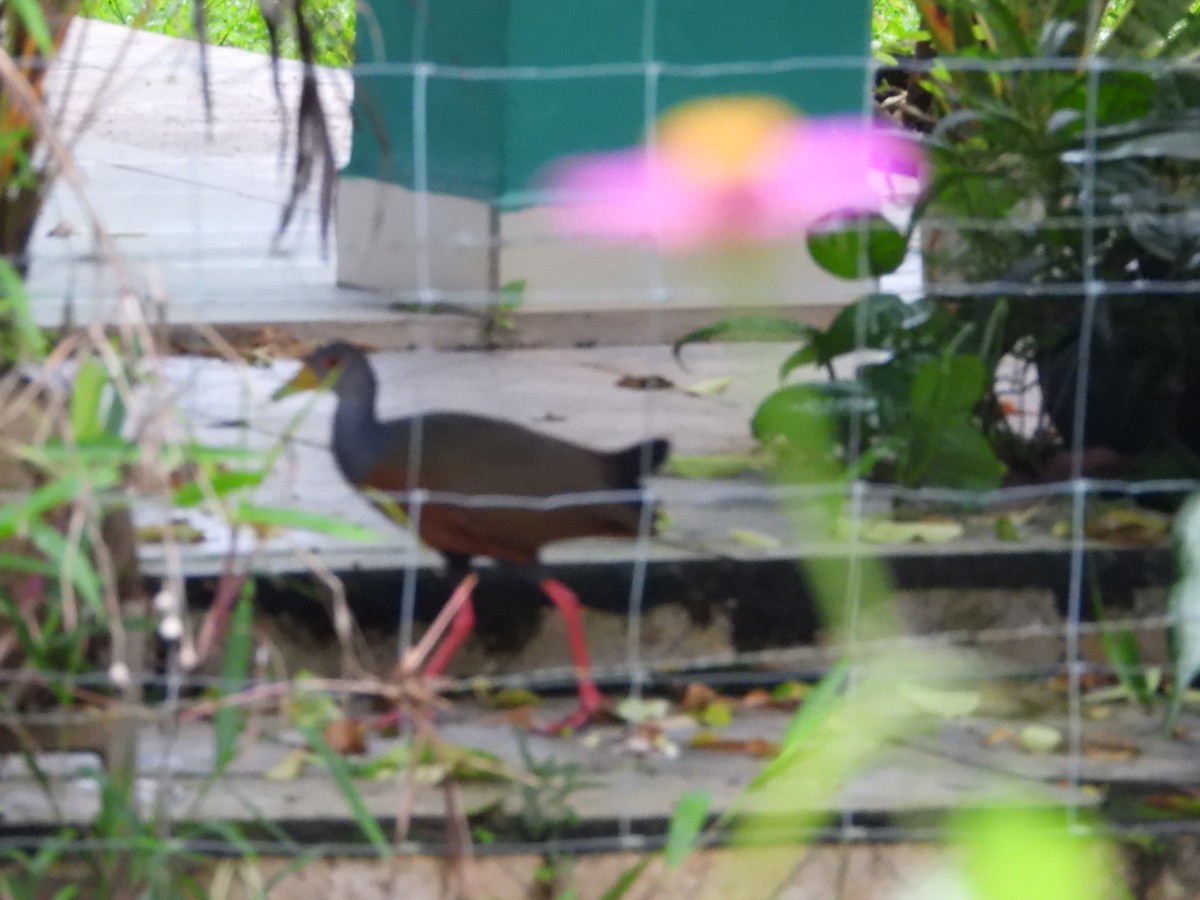 Gray-cowled Wood-Rail - ML641859536
