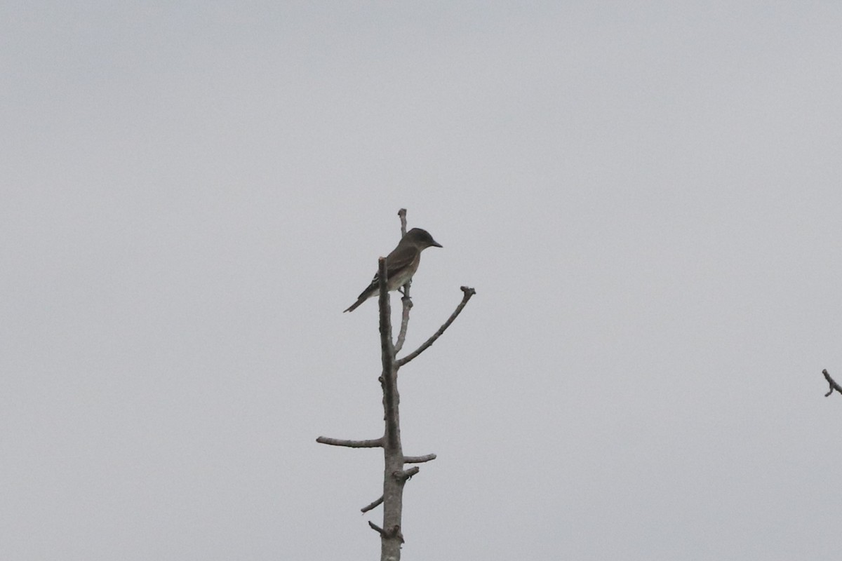 Boreal Sinekkapan - ML641859546