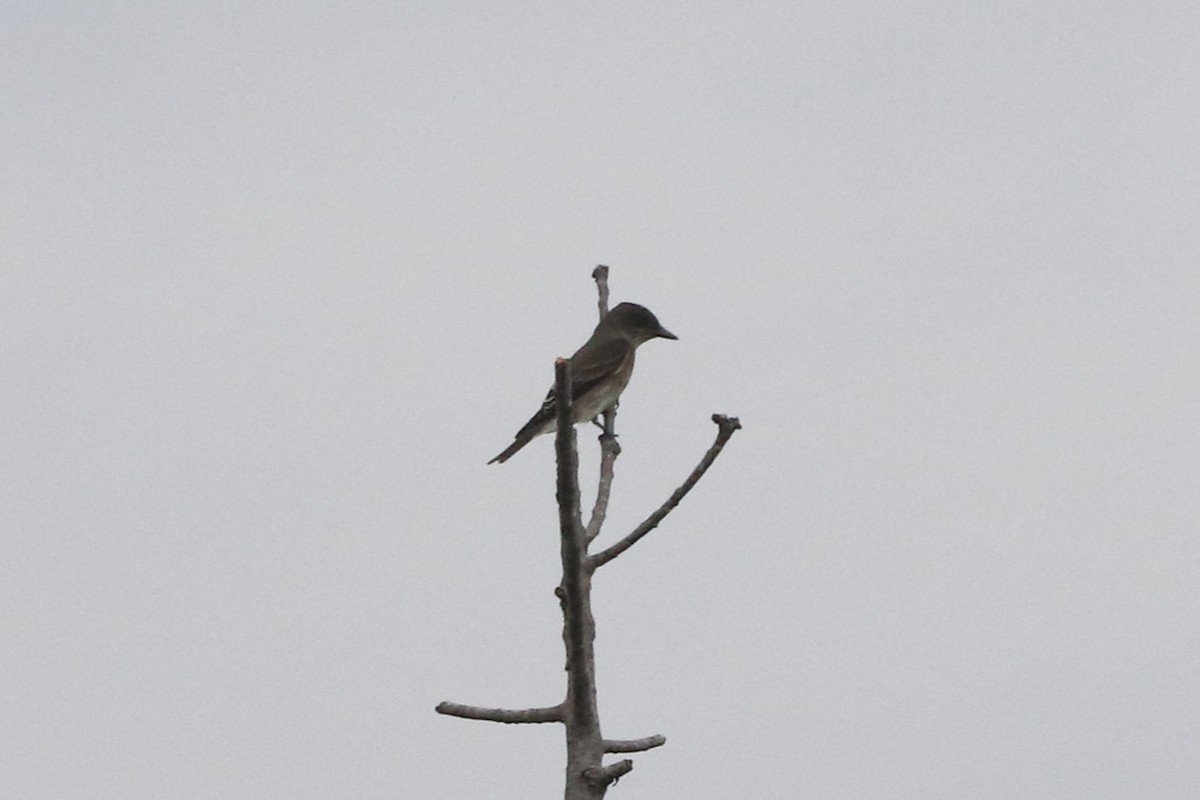 Boreal Sinekkapan - ML641859547