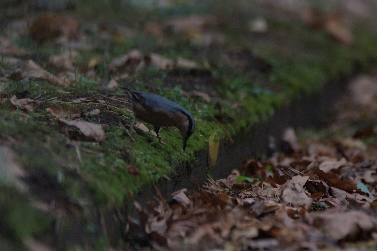 Garrapo eurasiarra - ML641859556