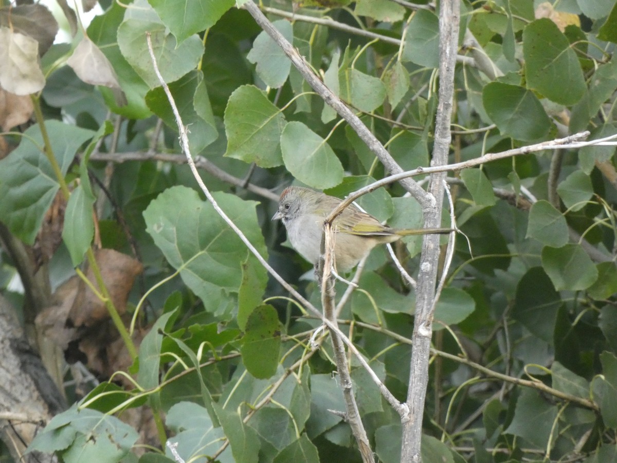 Green-tailed Towhee - ML641859559