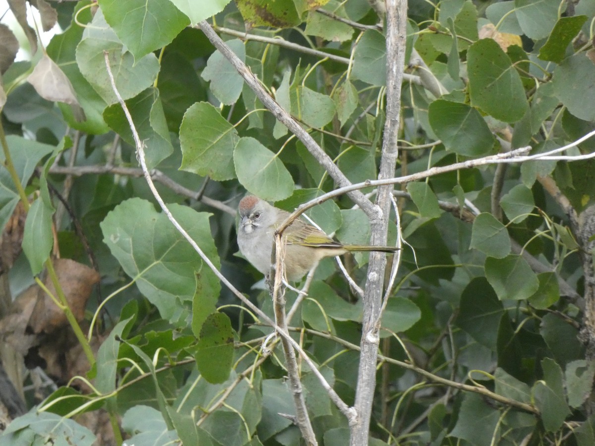 Green-tailed Towhee - ML641859560