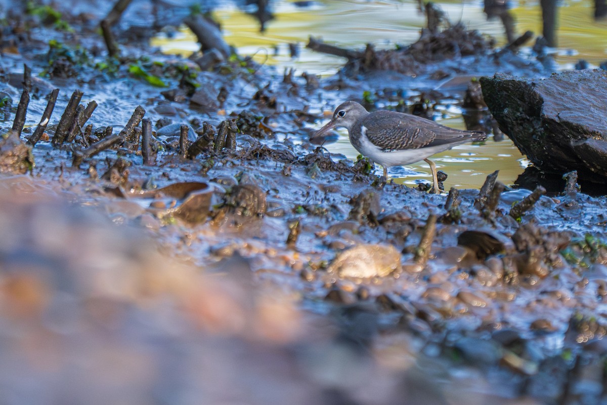 Spotted Sandpiper - ML641859563