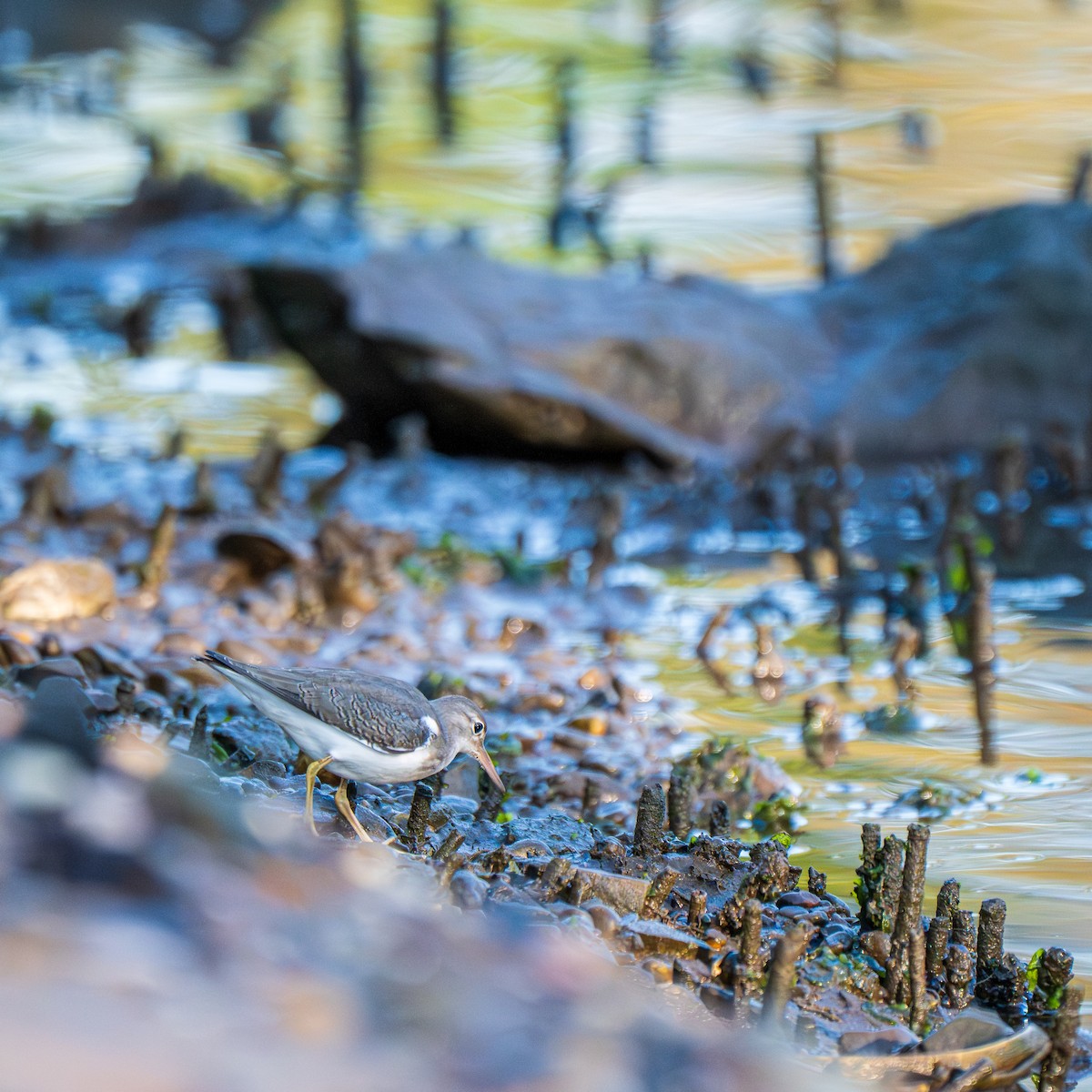 Spotted Sandpiper - ML641859564