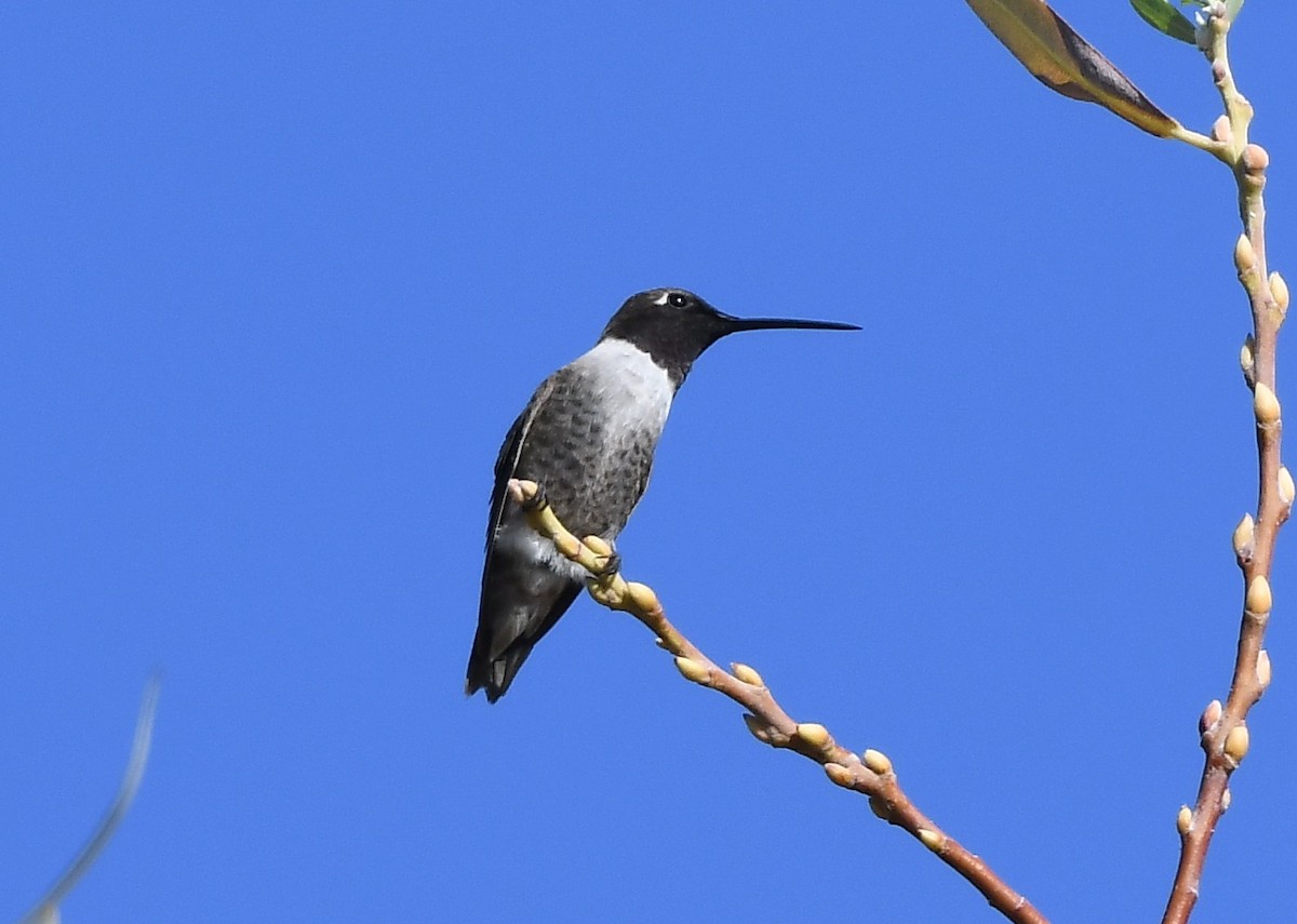 Black-chinned Hummingbird - ML641859592