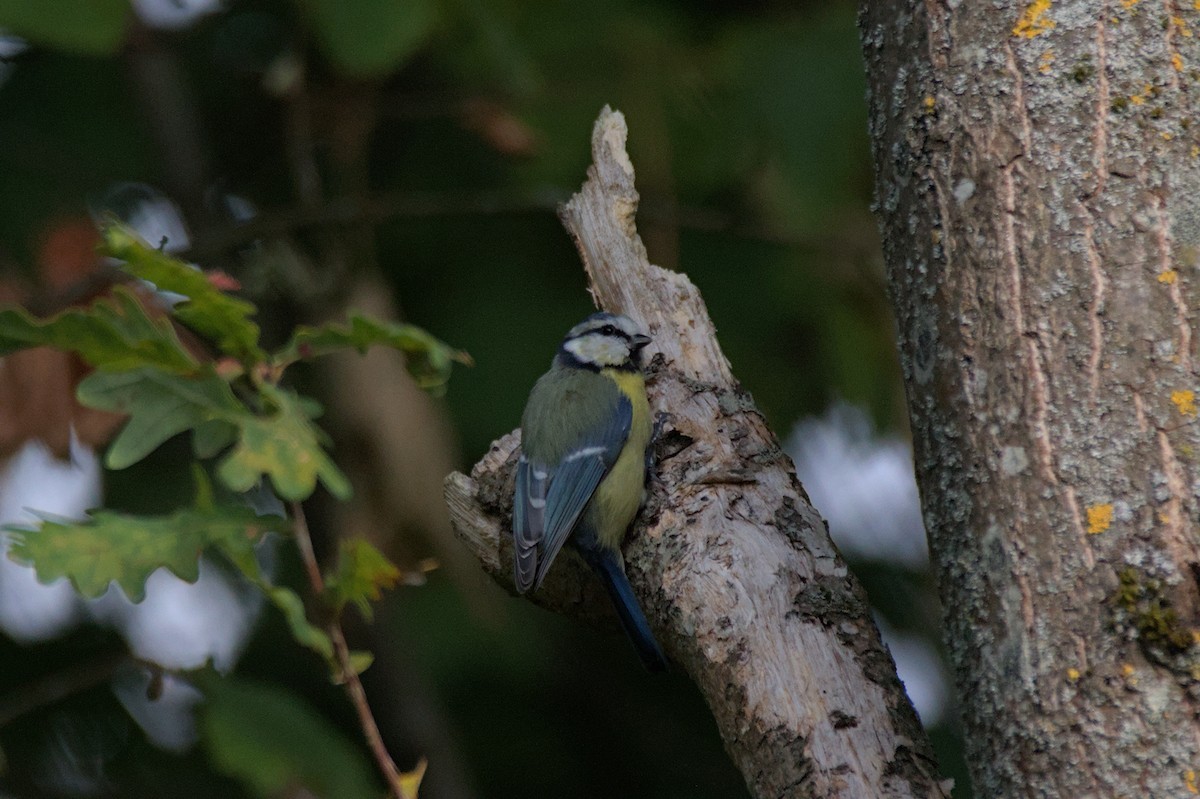 Eurasian Blue Tit - ML641859593