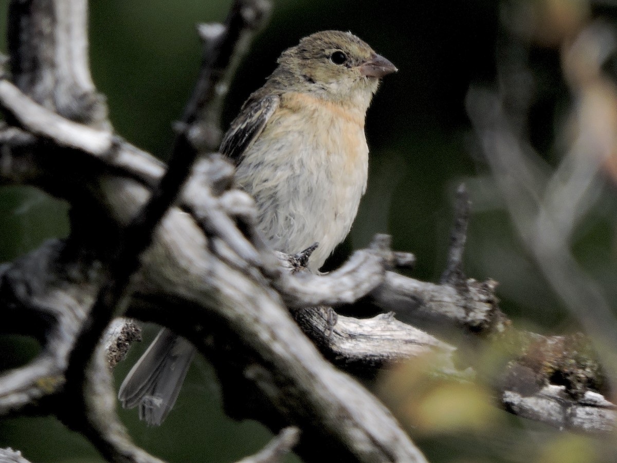 Lazuli Bunting - ML641859596