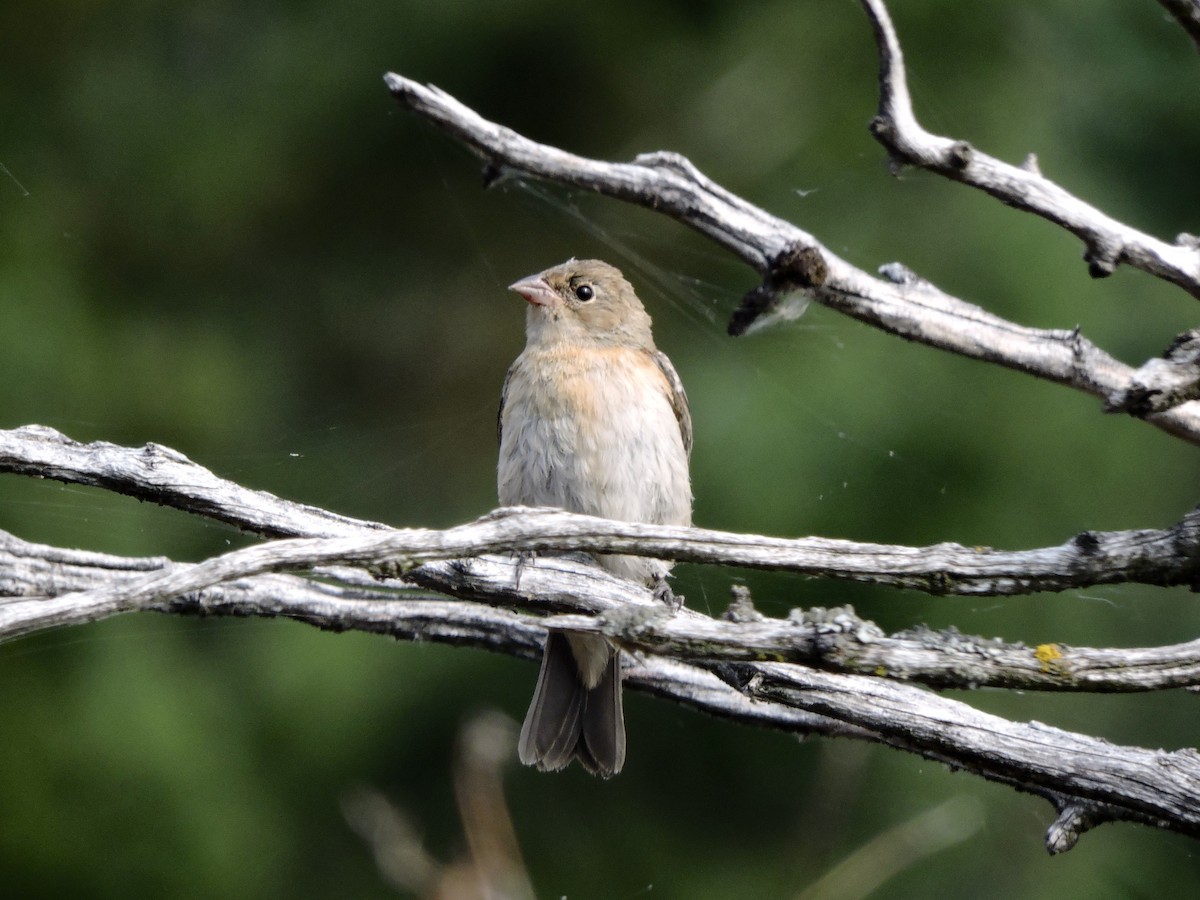 Lazuli Bunting - ML641859597