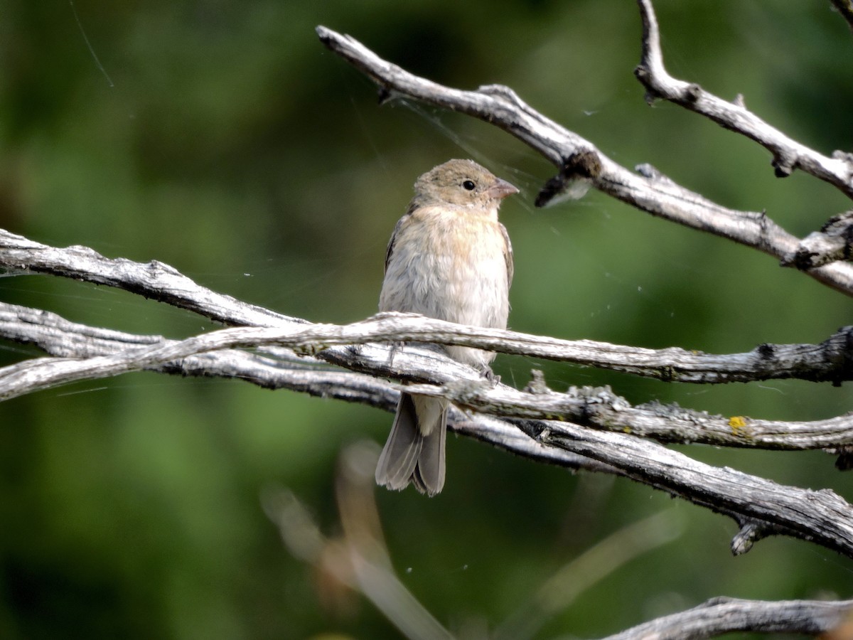 Lazuli Bunting - ML641859599