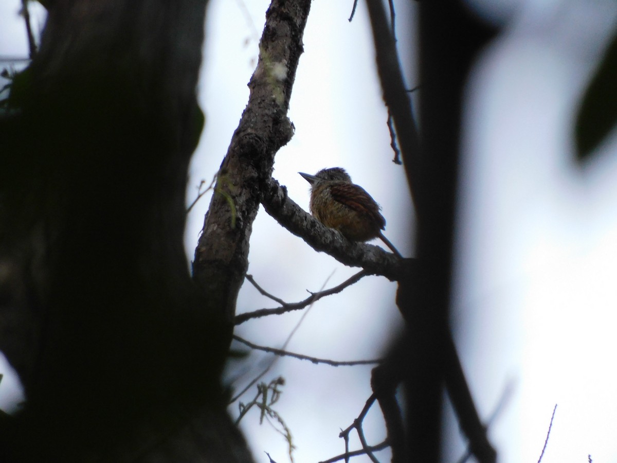 Barred Puffbird - ML641859606