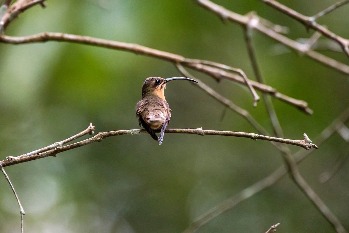 Карликовый колибри-отшельник - ML64185961