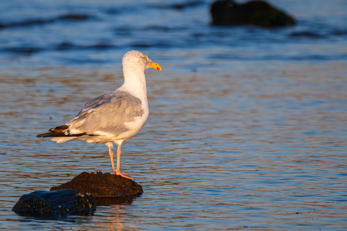 American Herring Gull - ML641859620
