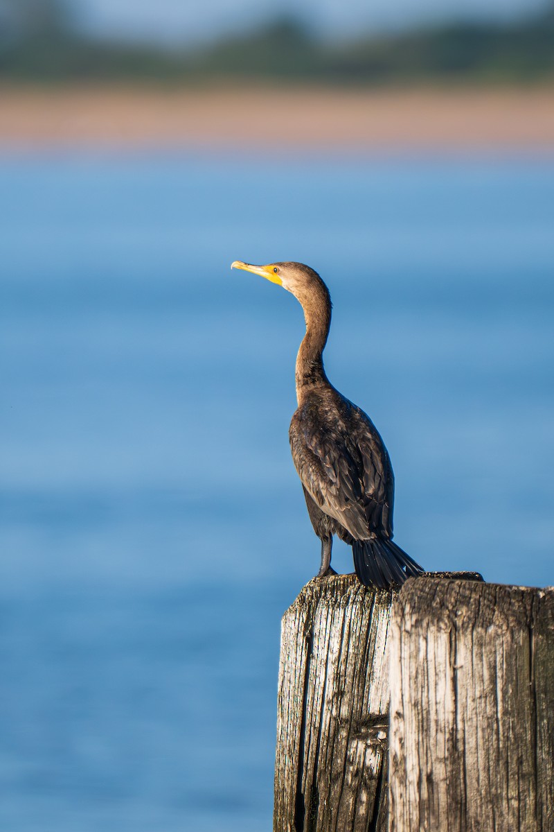 Double-crested Cormorant - ML641859638