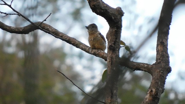 Barred Puffbird - ML641859640