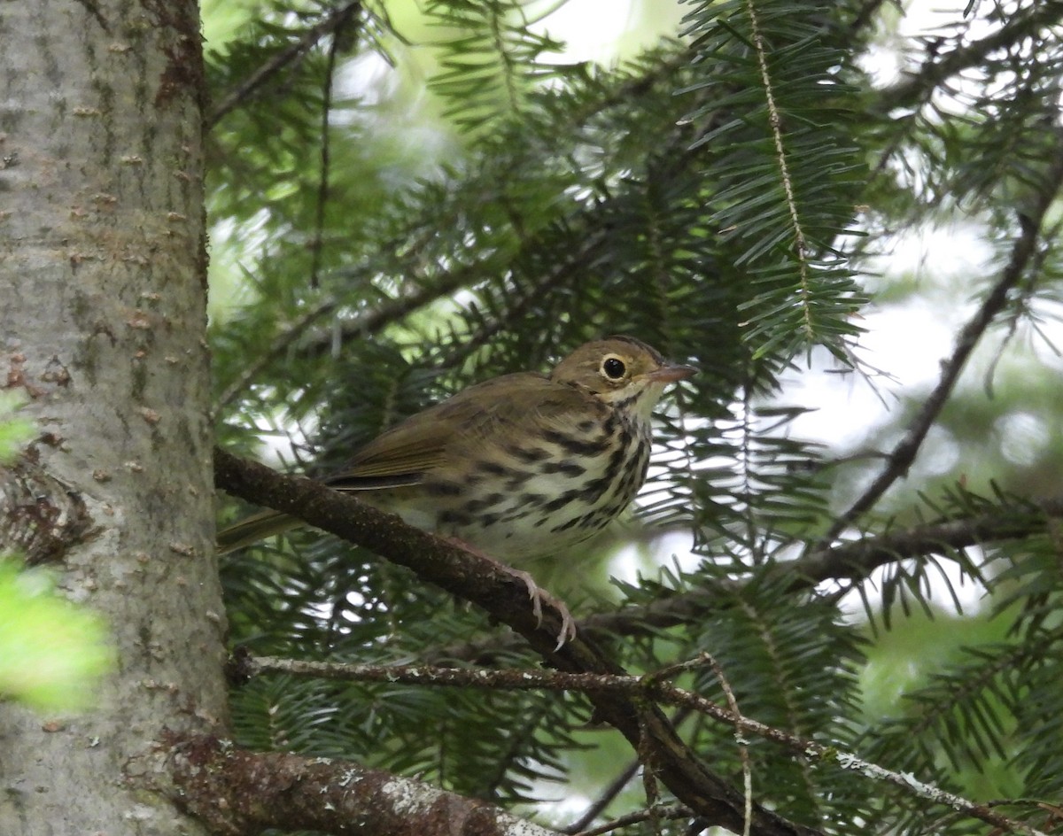 Ovenbird - ML641859643