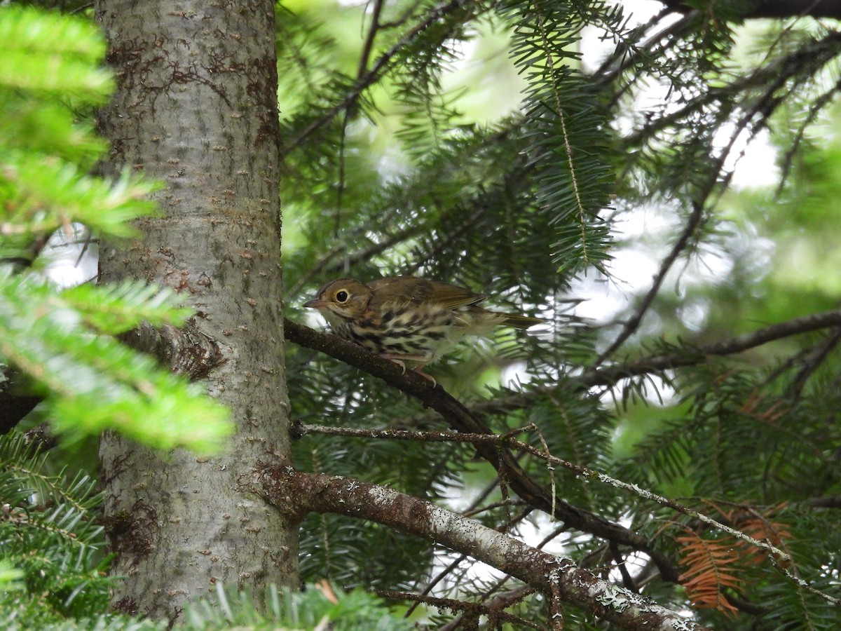 Ovenbird - ML641859644