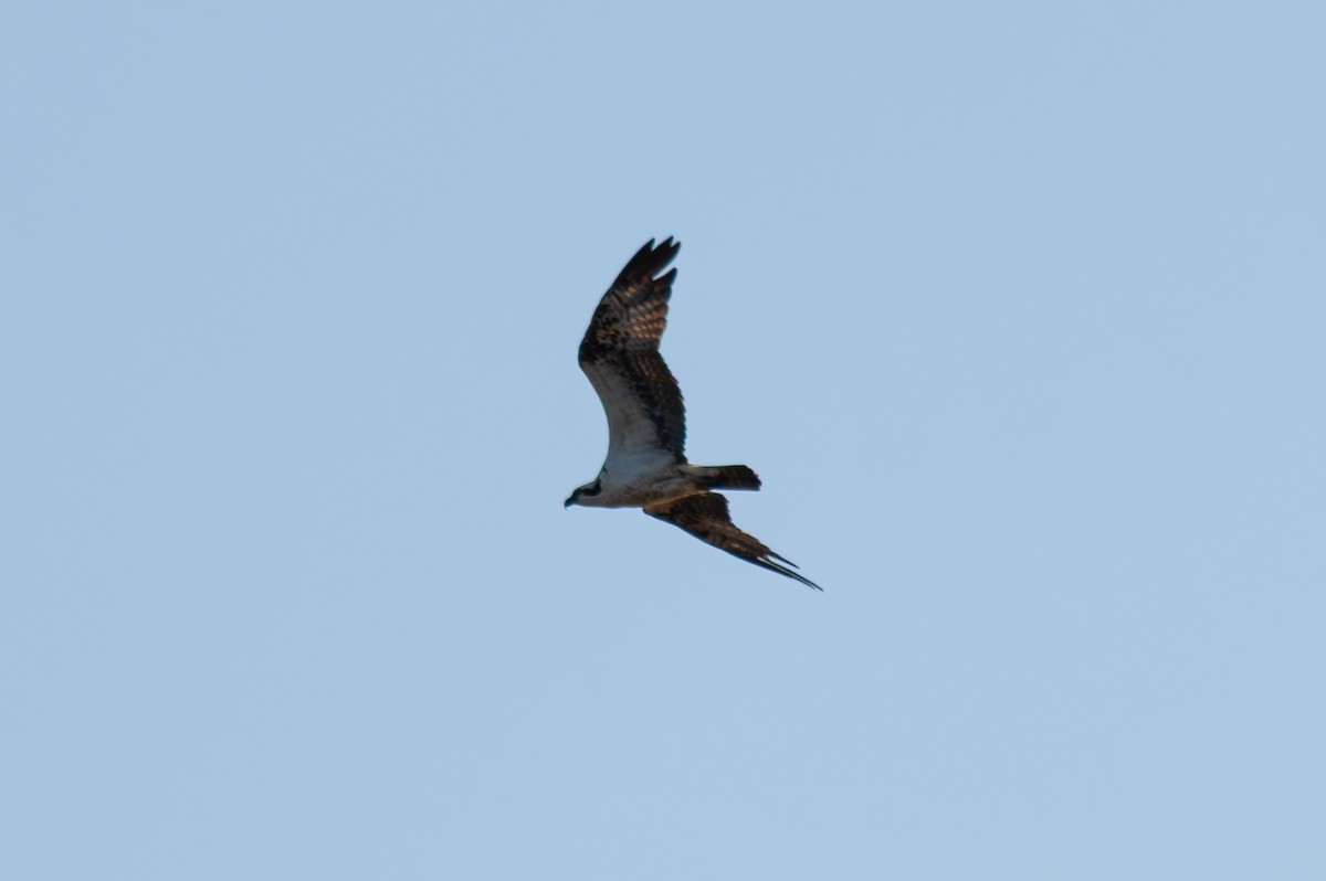 Águila Pescadora - ML641859652